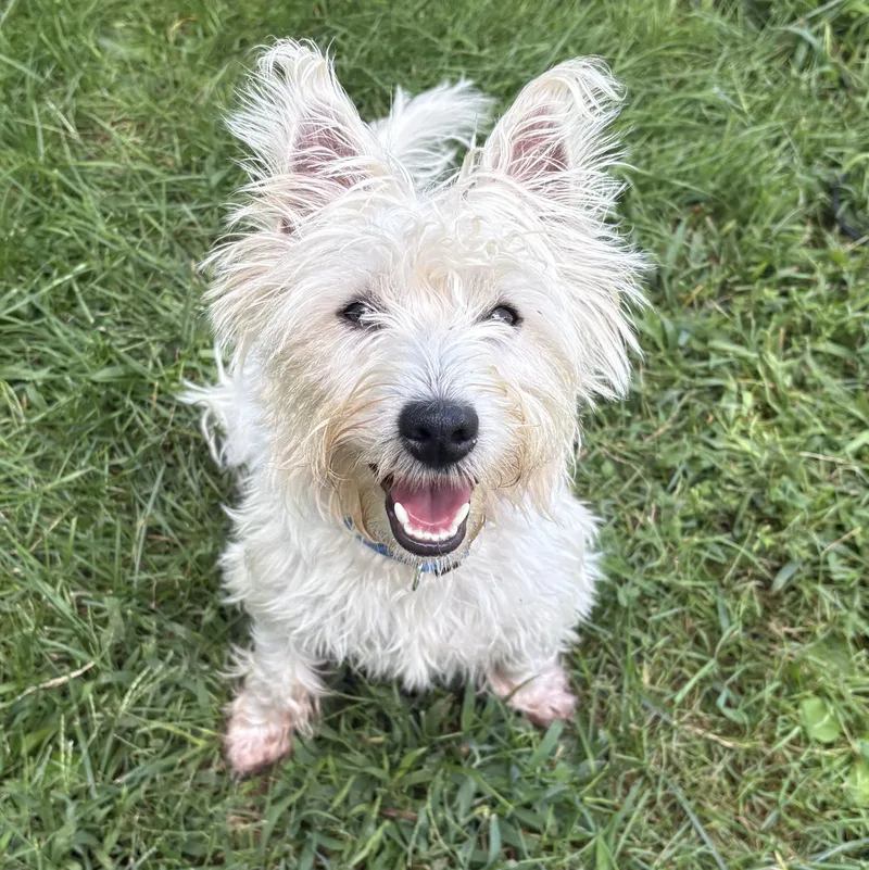 A baby small-sized male White / Cream West Highland White Terrier / Westie dog named Comet for adoption in North Haven, CT