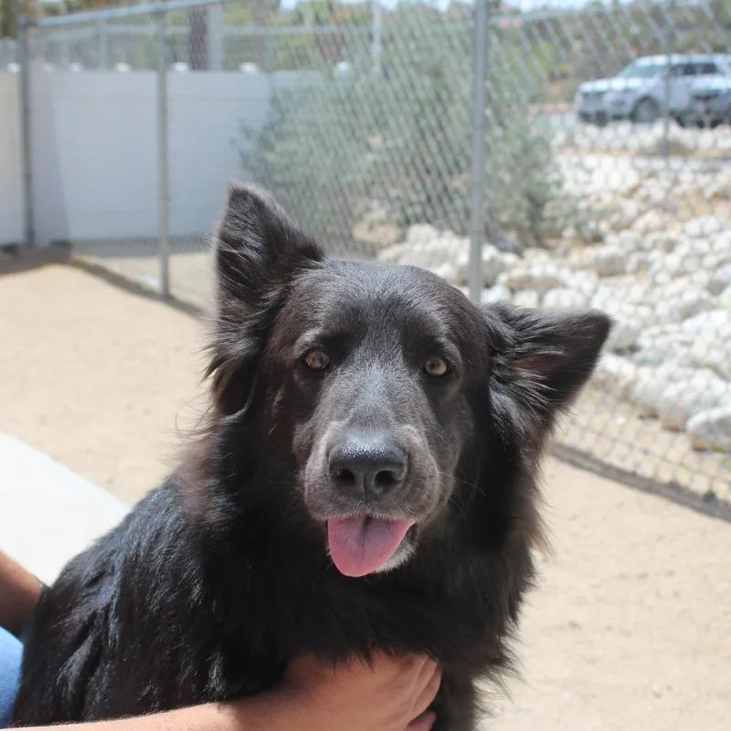 An adult large-sized female Black Belgian Shepherd / Tervuren dog named Raven for adoption in Yucca Valley, CA