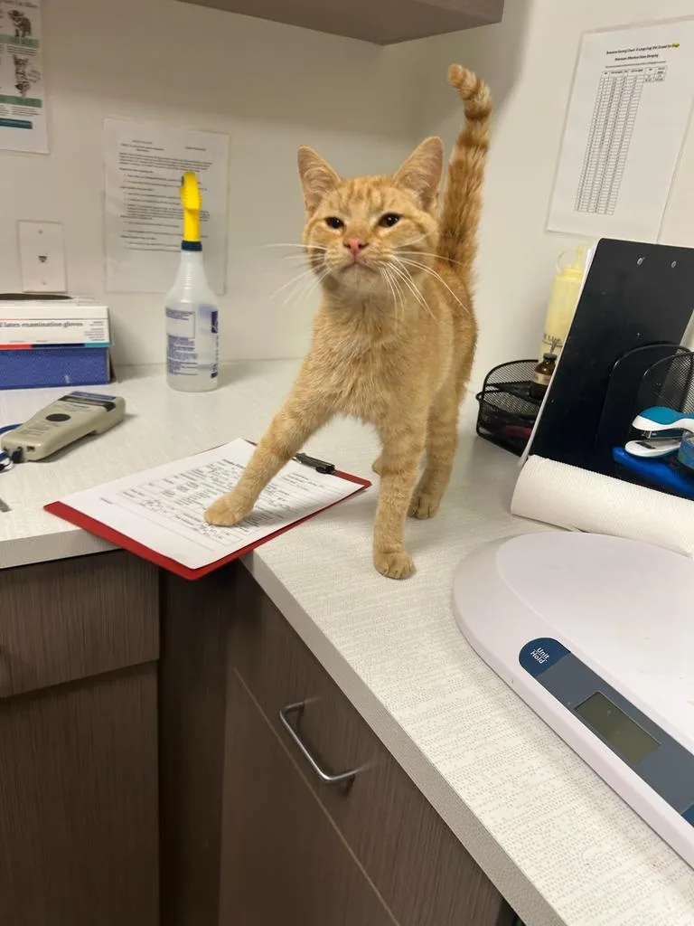 A young small-sized male Domestic Short Hair cat named Jack for adoption in Greenfield, IN