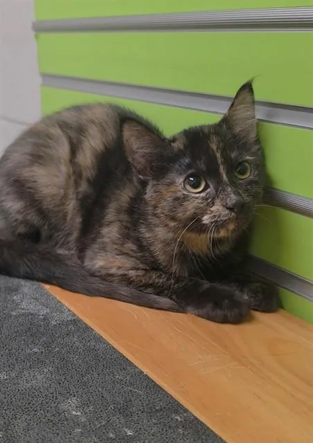 A baby small-sized female Domestic Short Hair cat named Suzanna for adoption in Saint Peters, MO