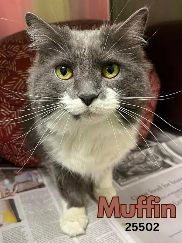 Muffin