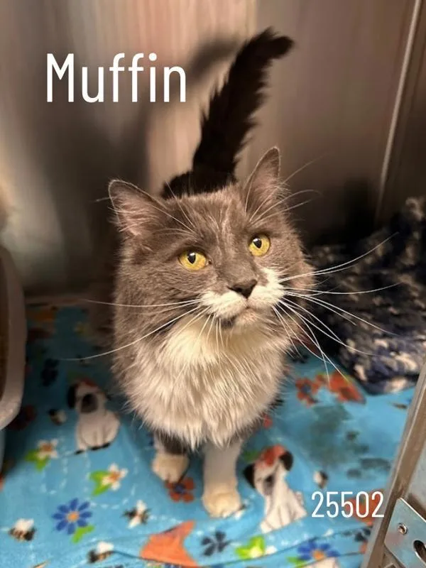 Muffin thumbnail 5