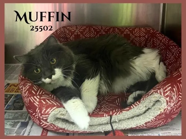 Muffin thumbnail 6