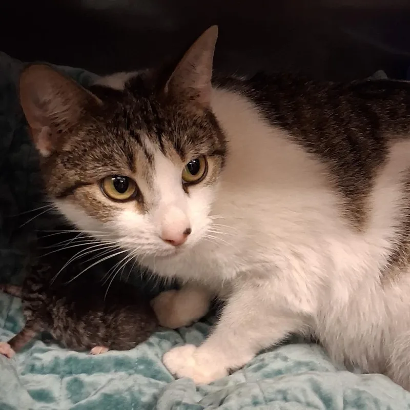 An adult medium-sized female White Domestic Short Hair cat named Joyce for adoption in Lake Panasoffkee, FL