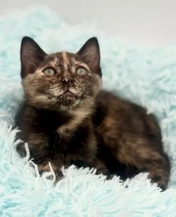 A baby medium-sized female Tortoiseshell cat named Ube for adoption in Covington, LA