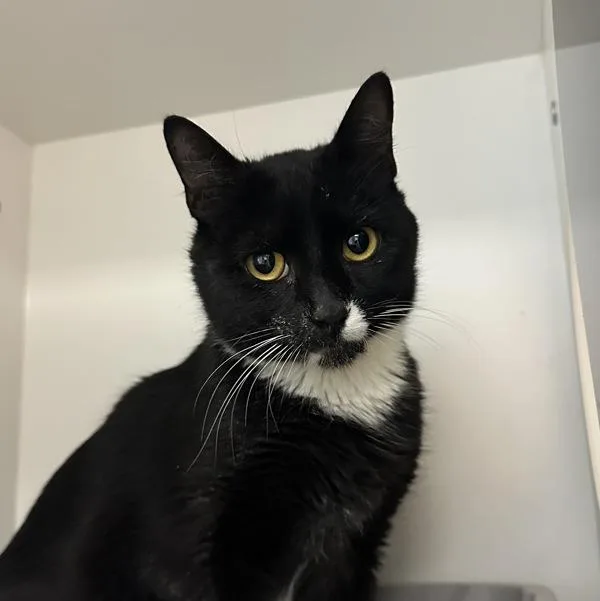 A young small-sized female Domestic Short Hair cat named Jersey for adoption in Walnut Creek, CA