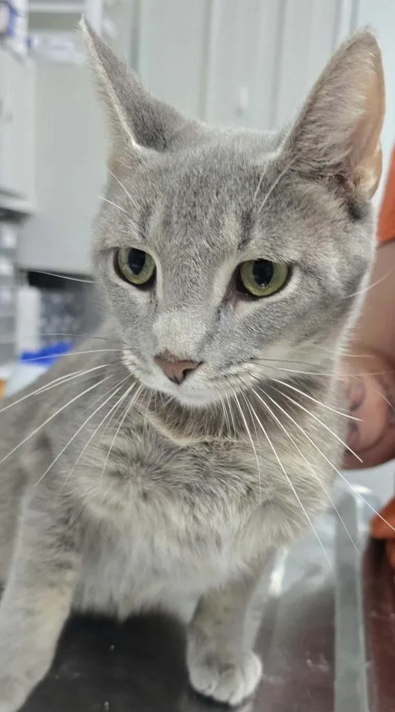 A young medium-sized female Domestic Short Hair cat named Misty for adoption in Hillsdale, IN