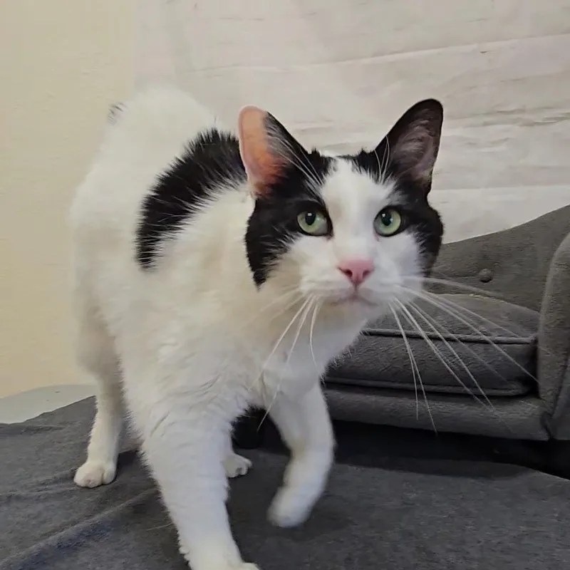 An adult large-sized male Domestic Short Hair cat named Truffle for adoption in Red Wing, MN