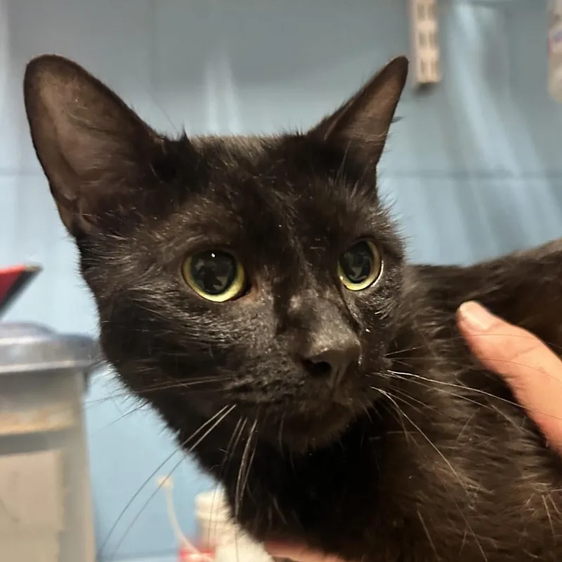 An adult medium-sized male Black Domestic Short Hair cat named Gaston for adoption in Newport, NC