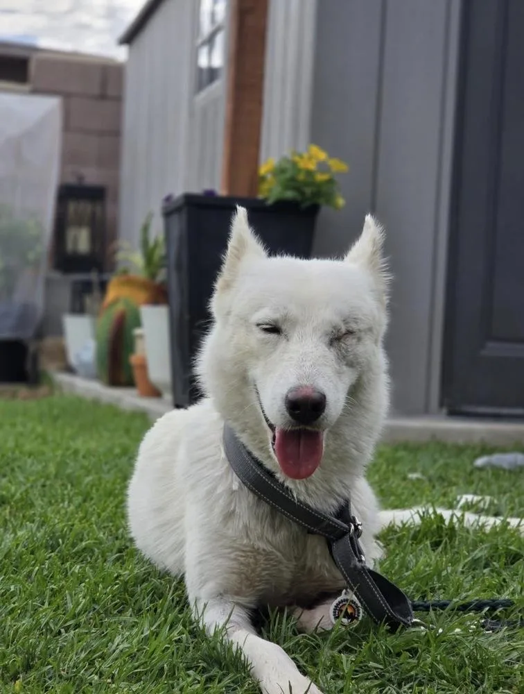 A young medium-sized female White / Cream Husky dog named Ariel for adoption in los angeles, CA
