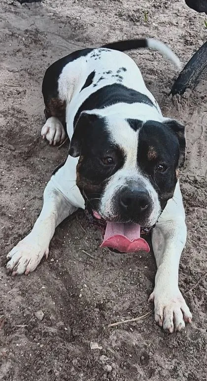 An adult medium-sized male American Staffordshire Terrier dog named Rubble for adoption in Daytona Beach, FL