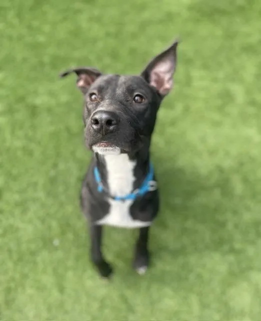 A young large-sized male Mixed Breed dog named Snoopy for adoption in Dallas, TX