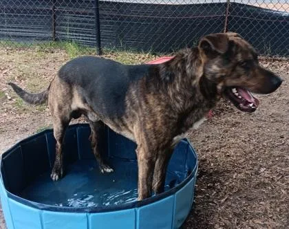 An adult large-sized male Mountain Cur dog named Lake for adoption in Conway, SC