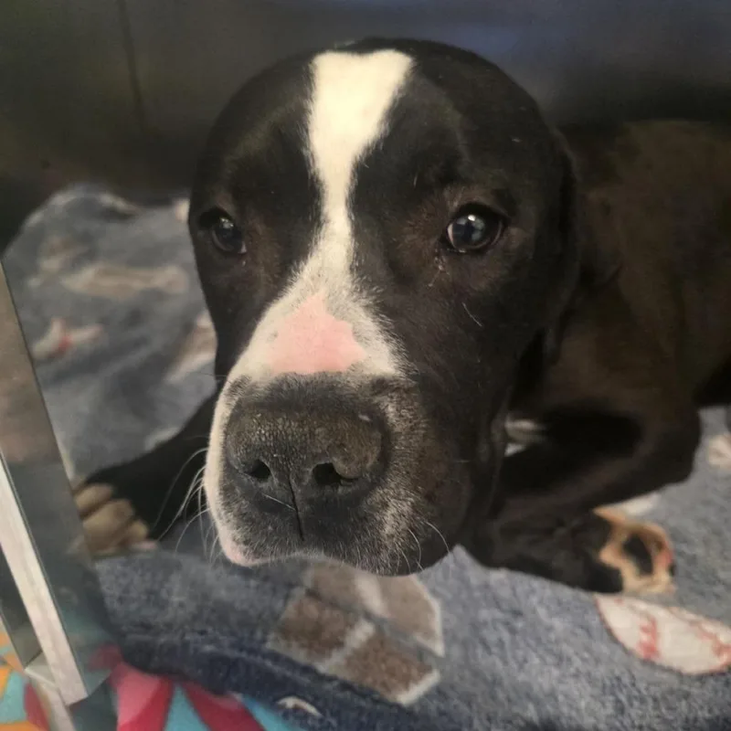 An adult medium-sized male Black American Staffordshire Terrier dog named Moose for adoption in West Chester, PA