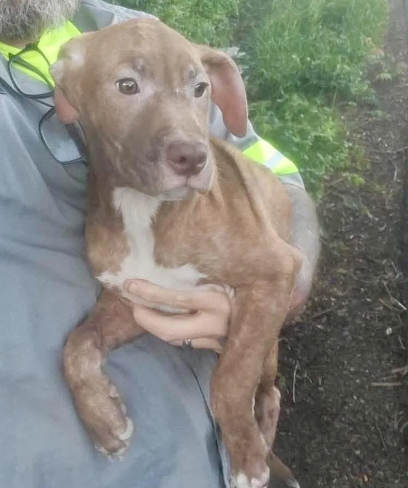 A baby medium-sized female Brindle Pit Bull Terrier dog named Peaches for adoption in Culpeper, VA
