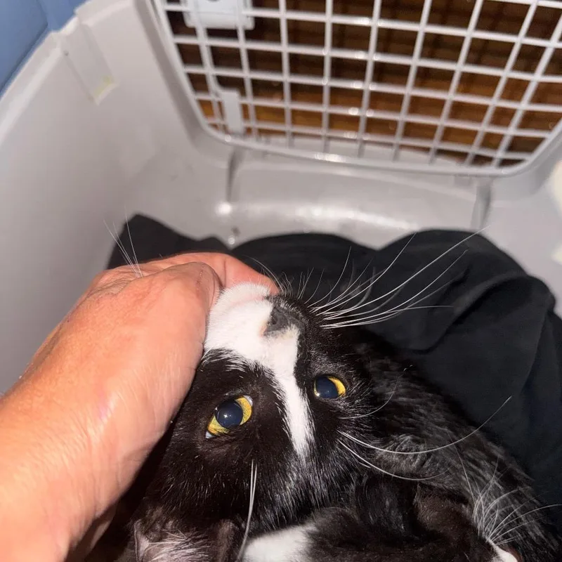 A baby small-sized female Black Domestic Short Hair cat named Pinky for adoption in West Plains, MO