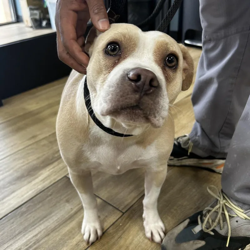 An adult medium-sized female White / Cream Pit Bull Terrier dog named Pocha for adoption in Newark, NJ