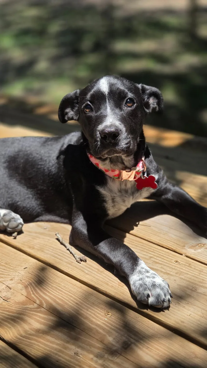 A young medium-sized female Black Labrador Retriever dog named Juno for adoption in Houston, TX