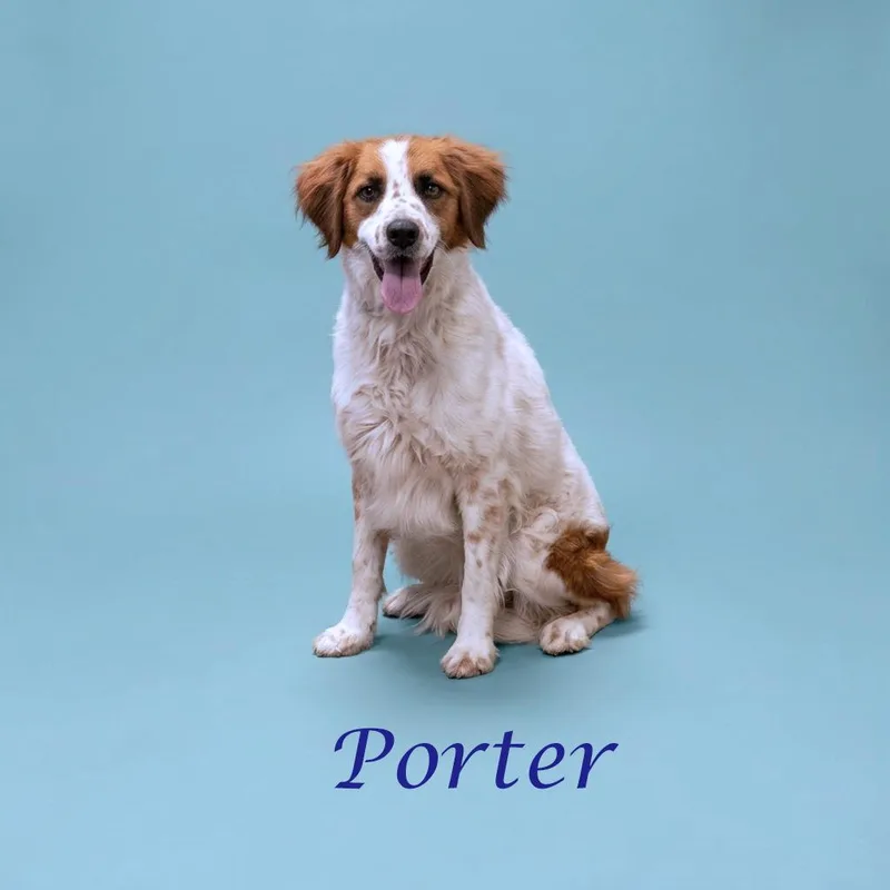 An adult medium-sized male White / Cream Australian Shepherd dog named Porter Wagoner D for adoption in Lebanon, TN