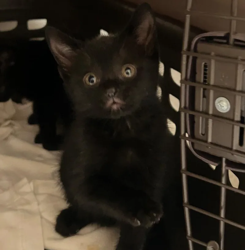 A baby medium-sized female Domestic Short Hair cat named Pawla for adoption in Pomona, NY