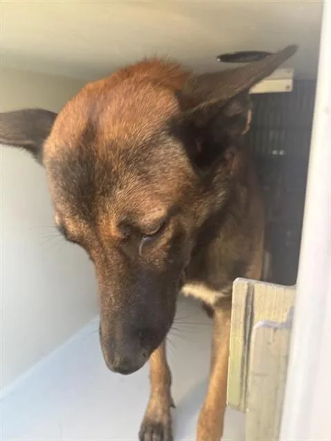 An adult large-sized male Belgian Shepherd / Malinois dog named A for adoption in Houston, TX
