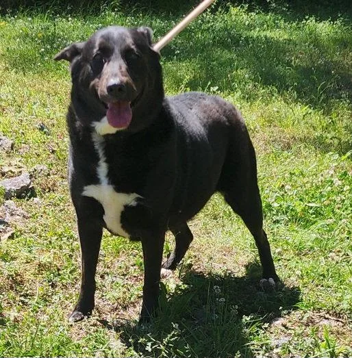 An adult large-sized female Labrador Retriever dog named Peaches for adoption in Wetumpka, AL