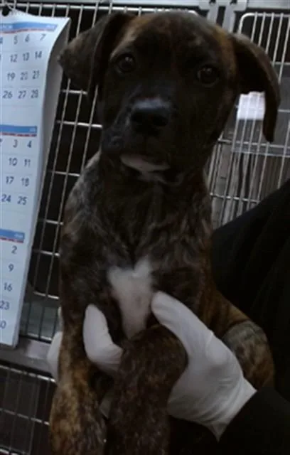 A baby small-sized male Boxer dog named Teddy for adoption in Salinas, CA