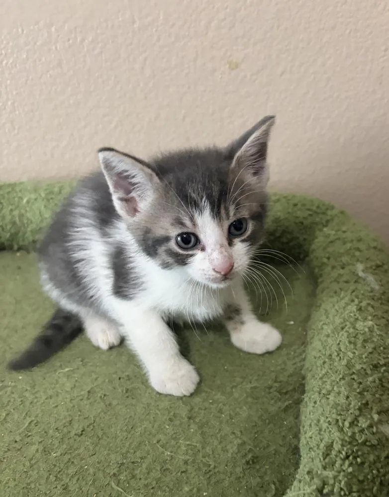 A baby small-sized male Gray & White Domestic Short Hair cat named Prepotente for adoption in Orlando, FL