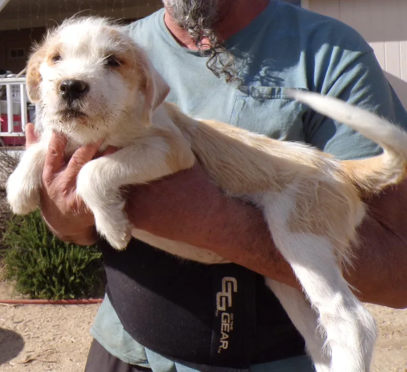 A baby small-sized female White / Cream Terrier dog named Sandy for adoption in Corona, CA