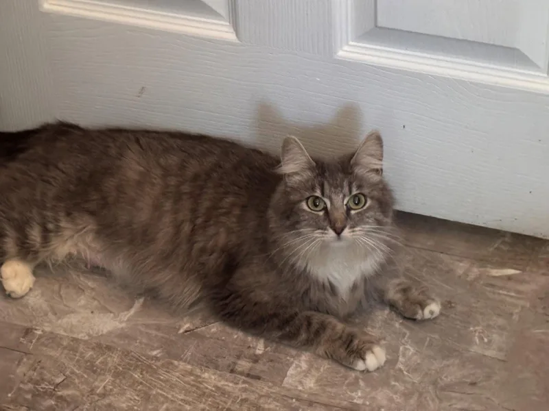 An adult medium-sized female Gray & White Domestic Medium Hair cat named Victoria for adoption in Vallejo, CA