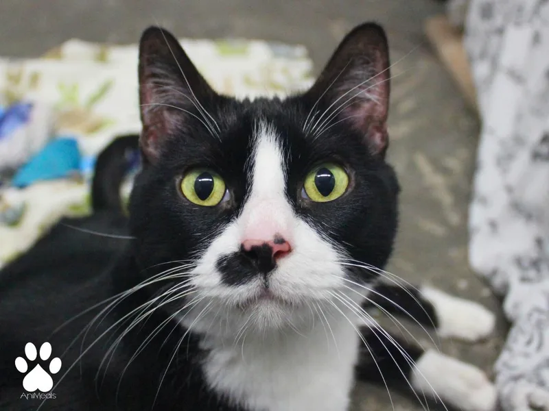 An adult large-sized female Black & White / Tuxedo Domestic Short Hair cat named Minnie for adoption in Missoula, MT