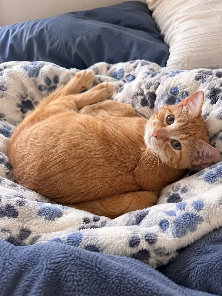 A baby small-sized male Domestic Short Hair cat named Pumpkin Pie for adoption in Dallas, TX