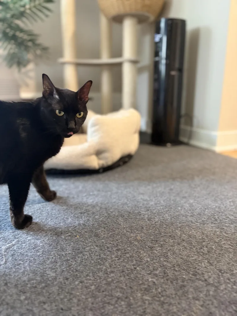 Bella Boo Boo