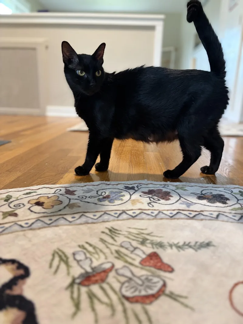 Bella Boo Boo thumbnail 3