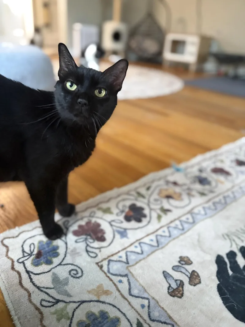Bella Boo Boo thumbnail 5