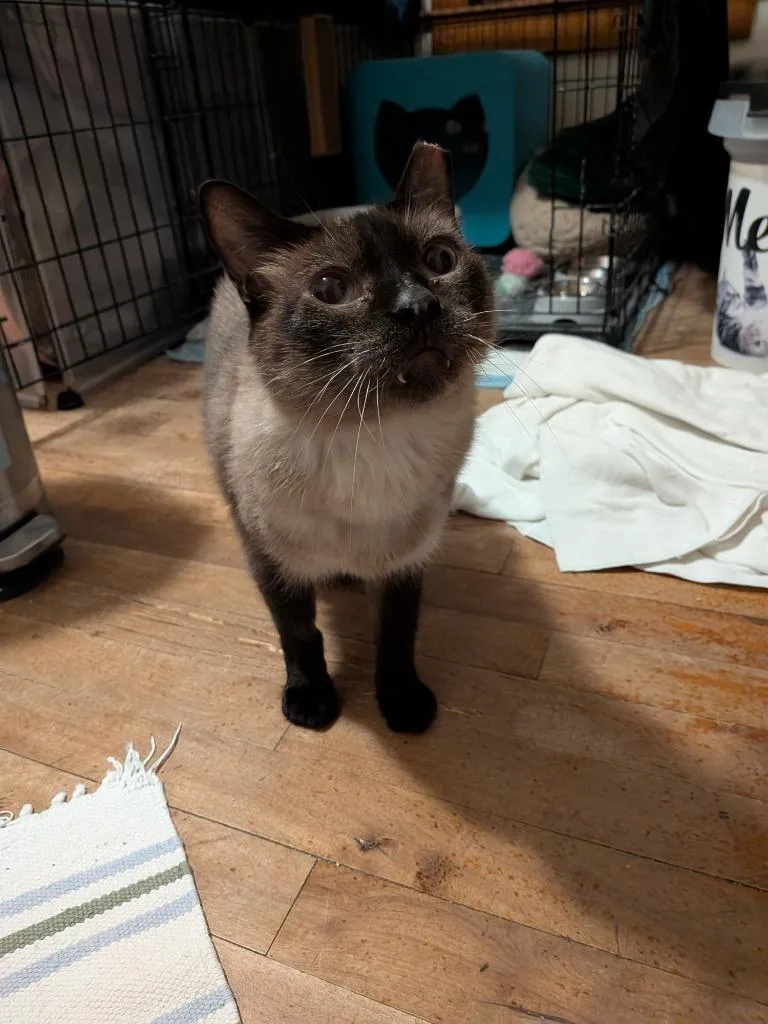 A senior medium-sized male Siamese cat named Auden for adoption in Minneapolis, MN