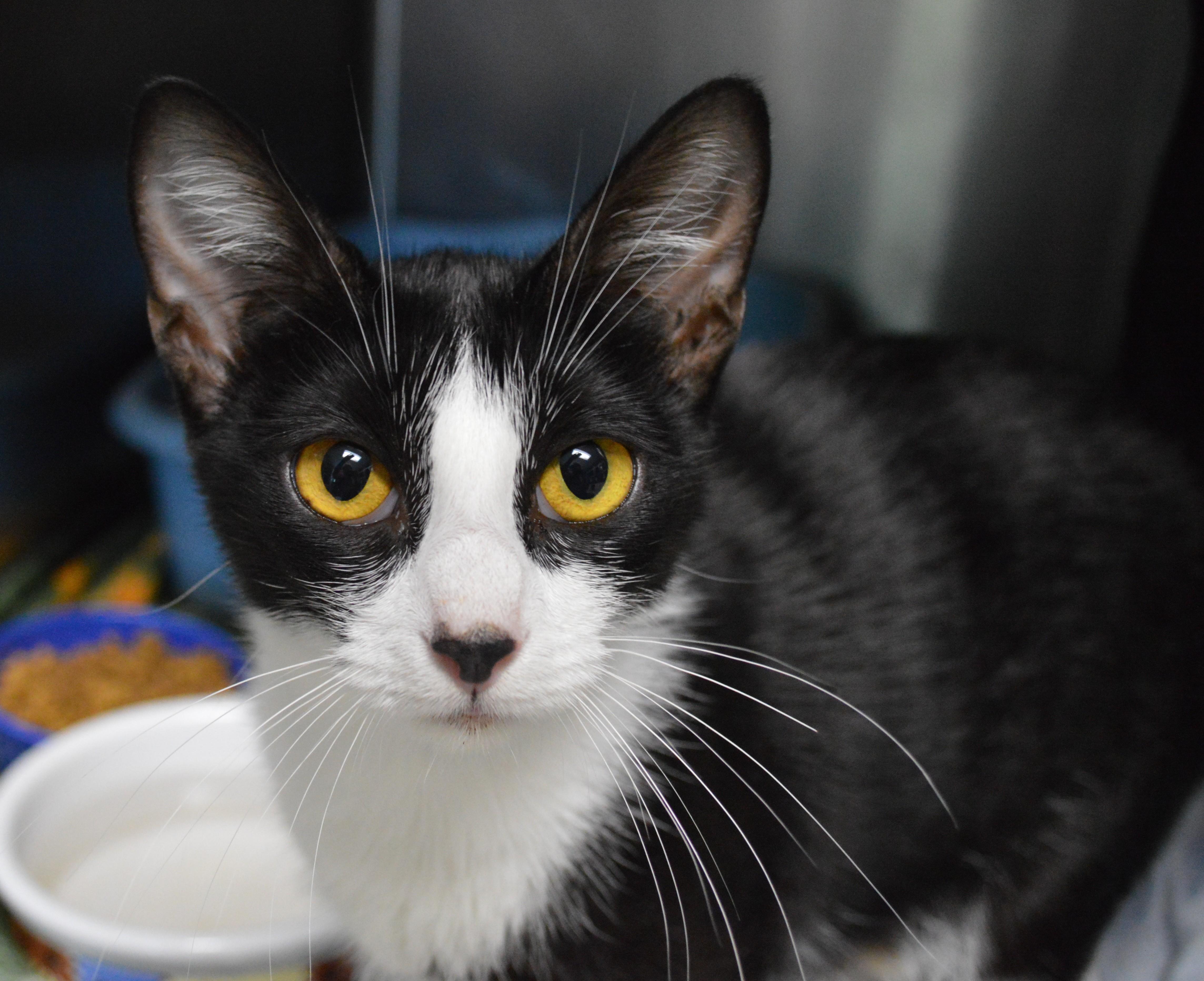 A young medium-sized female Black & White / Tuxedo Domestic Short Hair cat named Chelsea for adoption in House Springs, MO