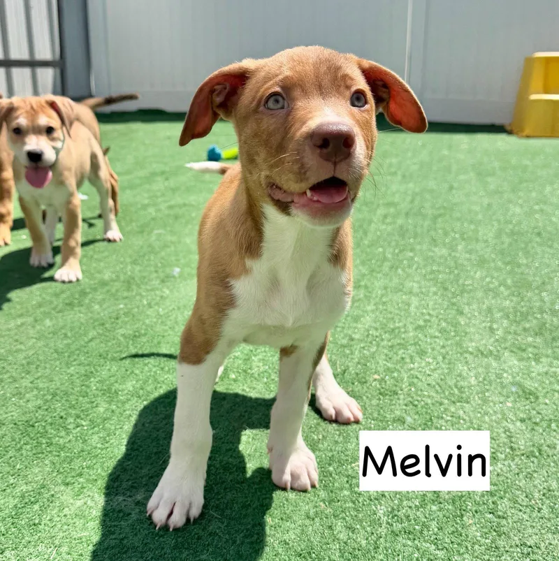 A baby medium-sized male Pit Bull Terrier dog named Melvin for adoption in GILBERTS, IL