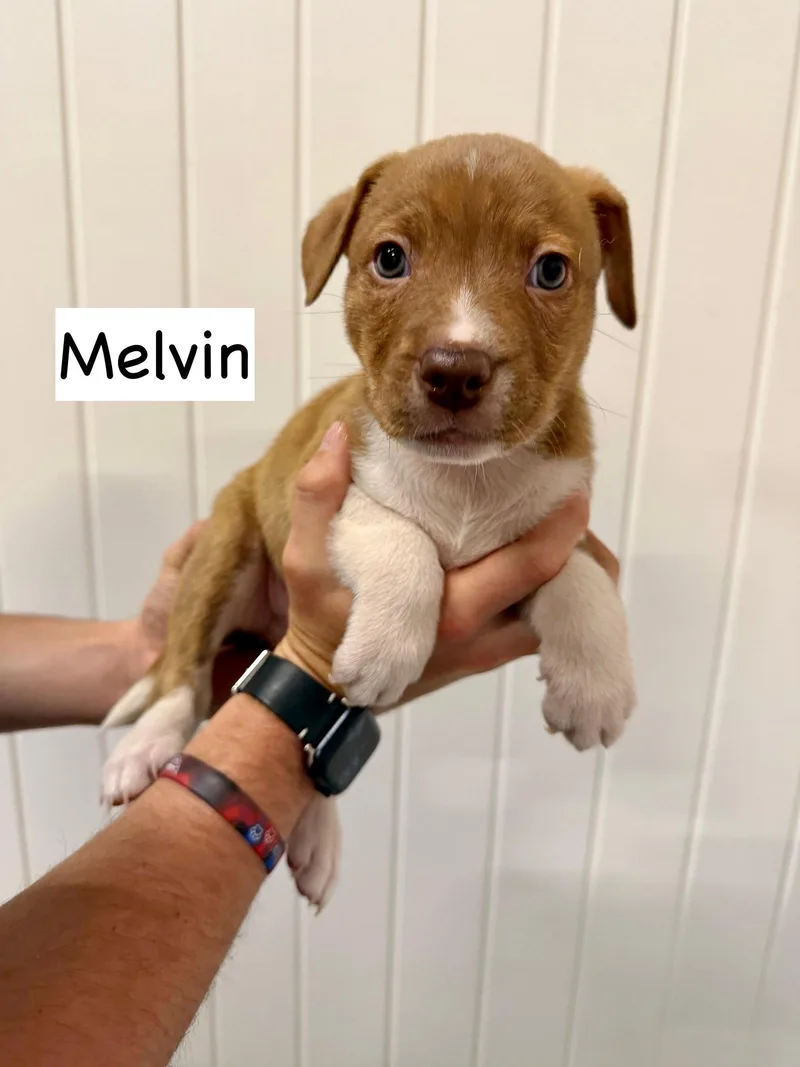Melvin thumbnail 2