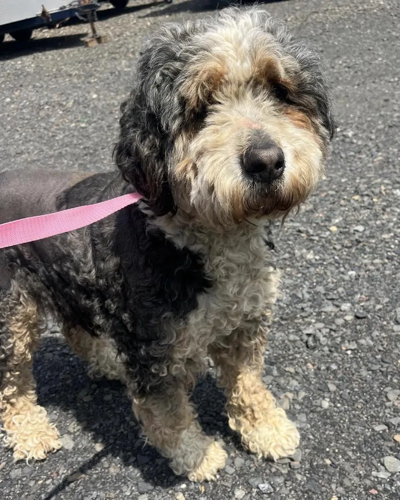An adult large-sized female Standard Poodle dog named Peppercorn for adoption in Havertown, PA