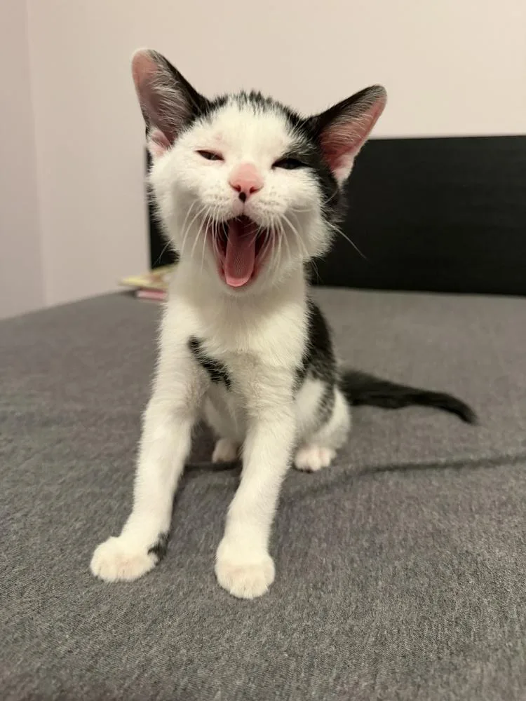 A baby small-sized male Black & White / Tuxedo Domestic Short Hair cat named Winston for adoption in Greenbelt, MD