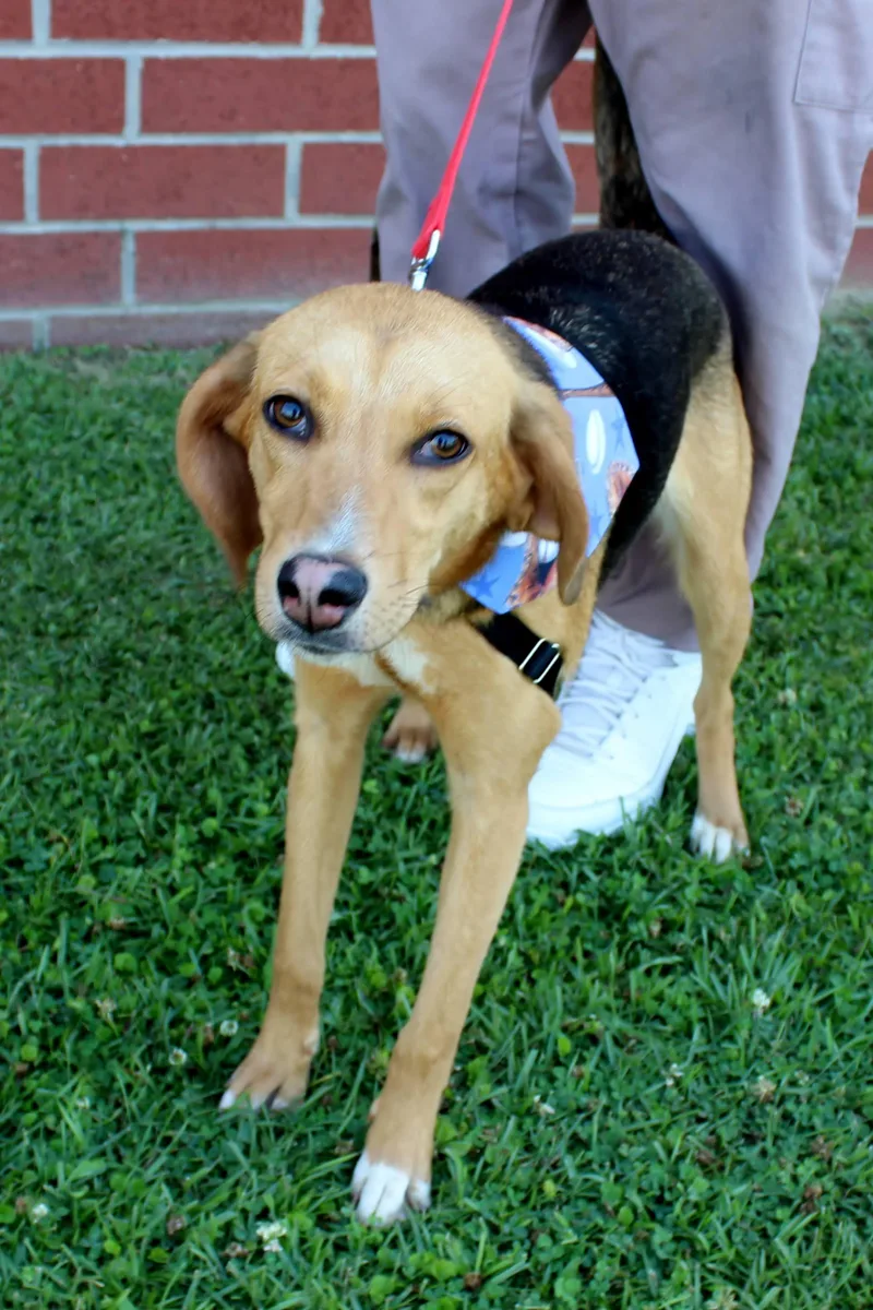 A young medium-sized female Red / Chestnut / Orange Treeing Walker Coonhound dog named Phillie for adoption in Burgaw, NC