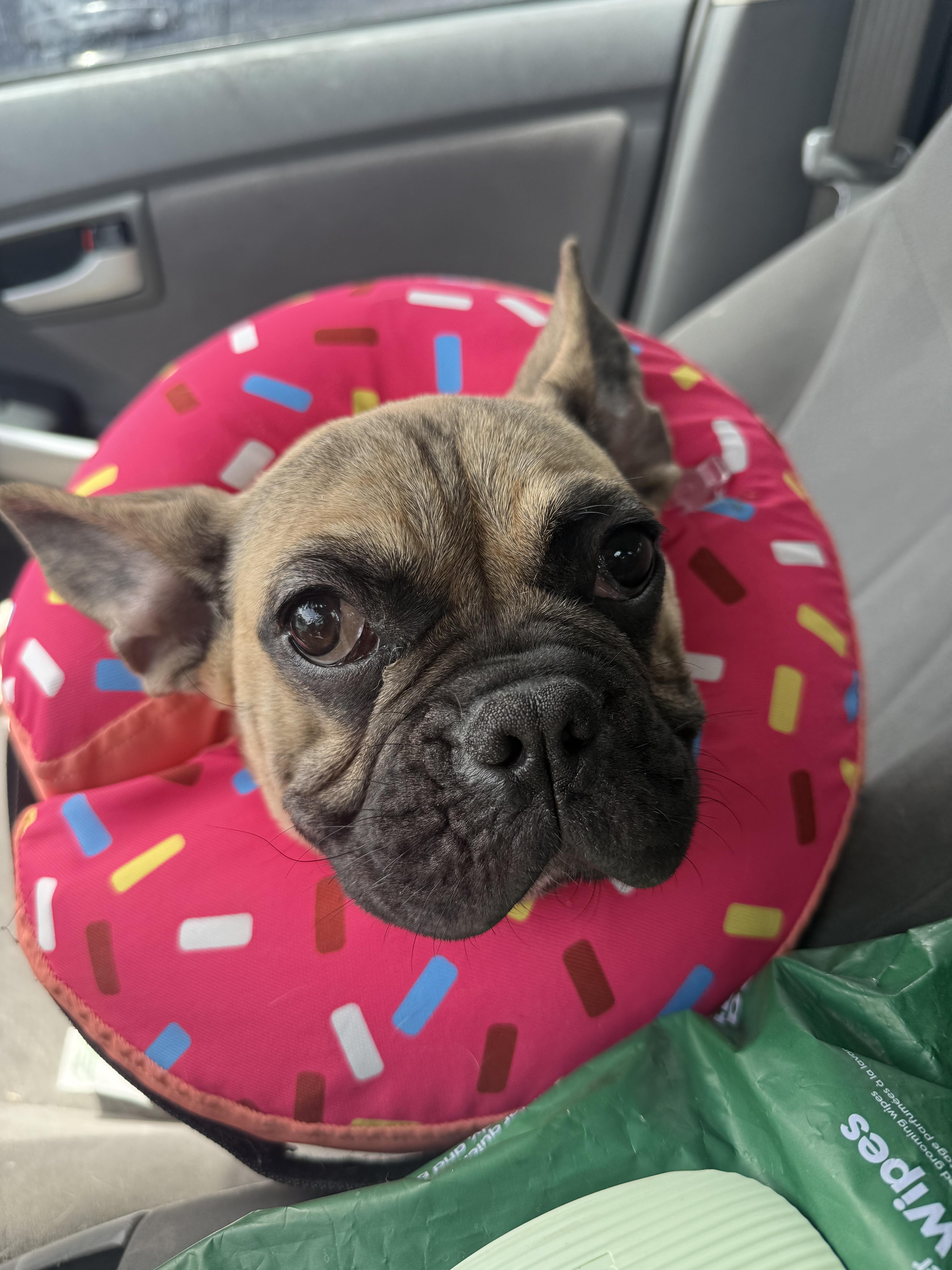 A young small-sized female French Bulldog dog named Tortilla for adoption in Mesa, AZ