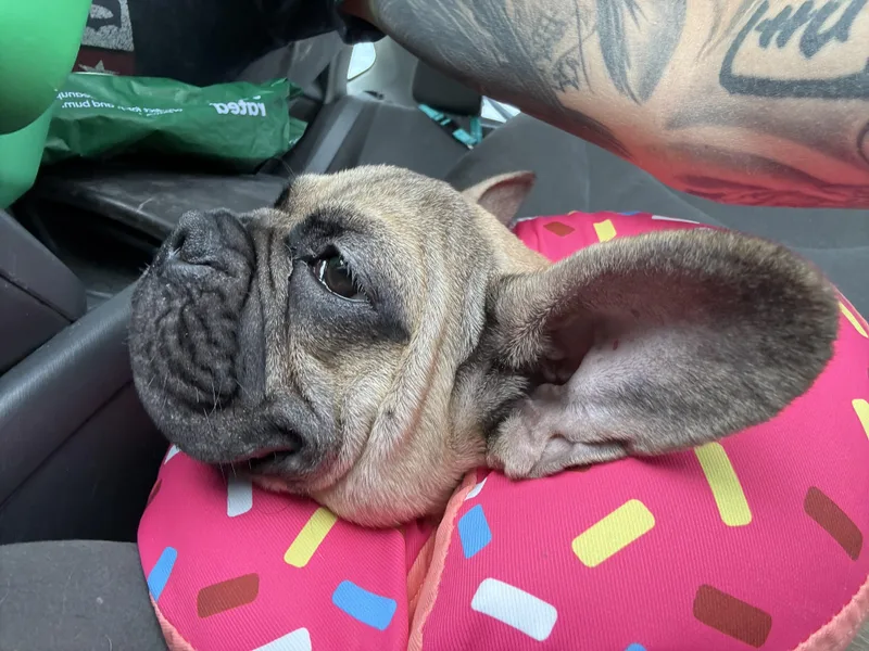 Tortilla thumbnail 2