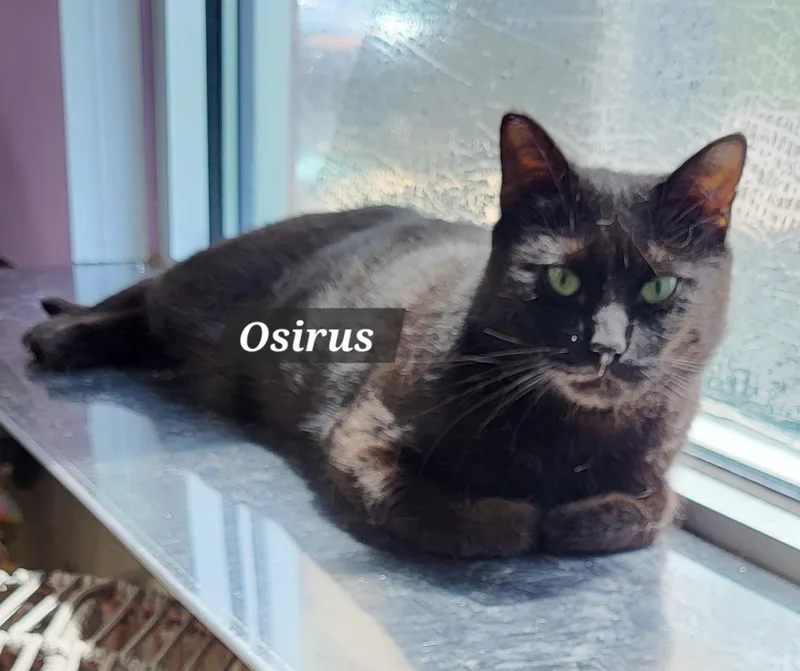 A young large-sized male Black Domestic Short Hair cat named Osirus for adoption in Moline, IL