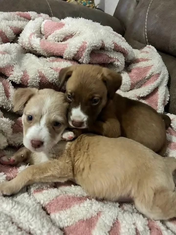 A baby small-sized male Labrador Retriever dog named Wren for adoption in Silsbee, TX
