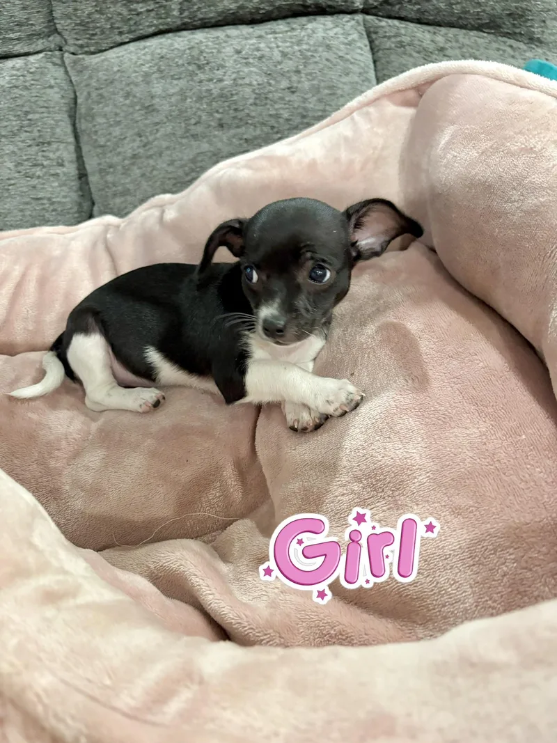 Dottie thumbnail 2