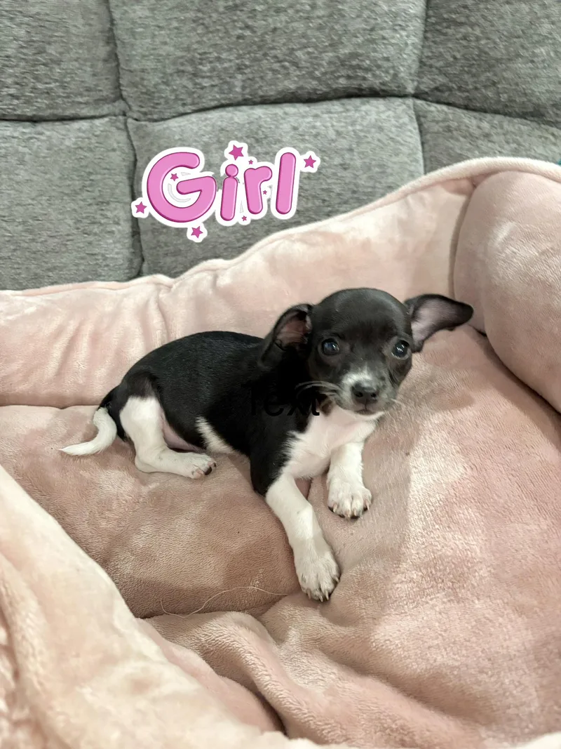 Dottie thumbnail 5