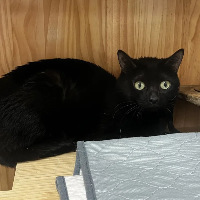 A young medium-sized male Black Domestic Short Hair cat named Inky for adoption in Yucca Valley, CA