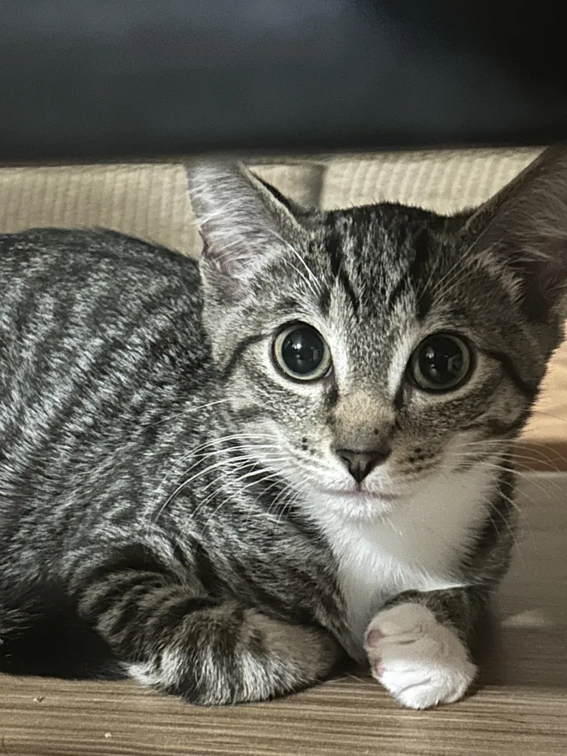 A young small-sized male Domestic Short Hair cat named Gouda for adoption in Havertown, PA